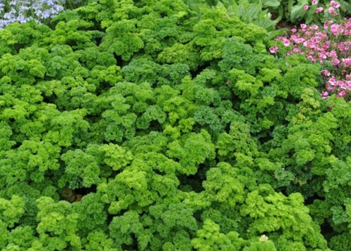 Herb parsley champion moss - parsley,
