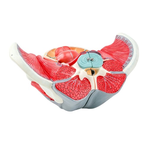 Female pelvis anatomical model - female,
