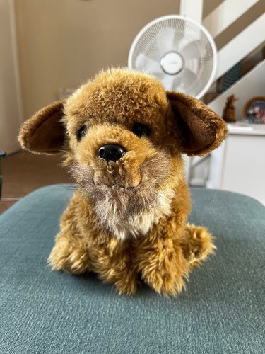 Border terrier small sitting - terrier,