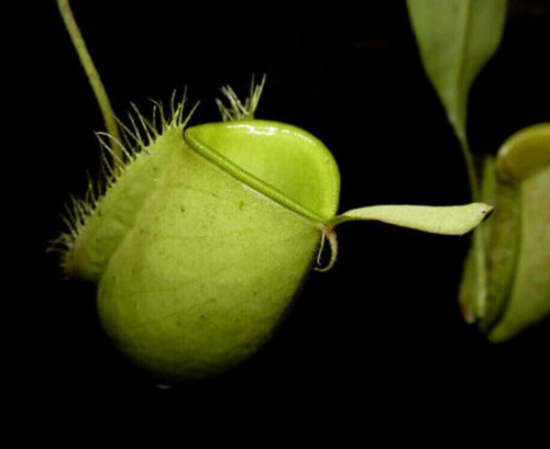 Nepenthes ampullaria green - ampullaria,
