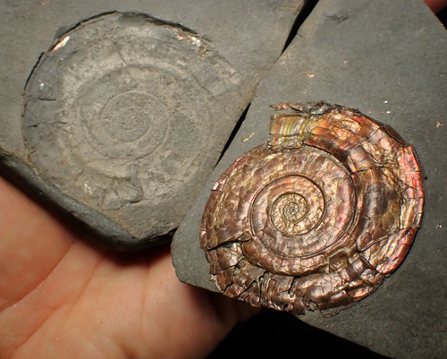 Iridescent popped psiloceras - iridescent,