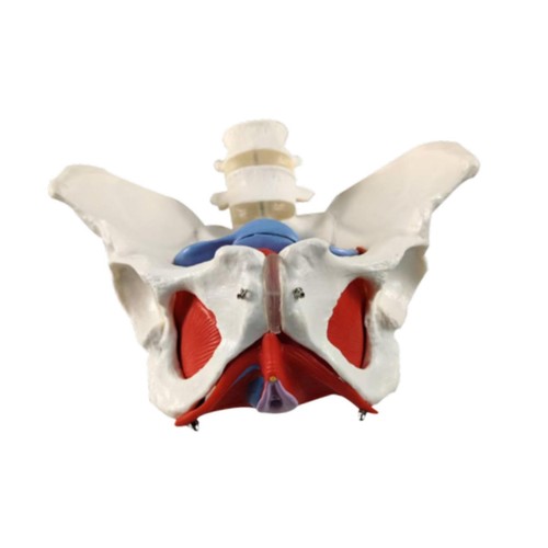 Female pelvis model woman - female,