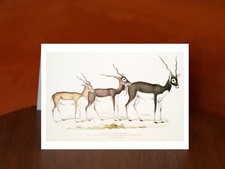 Indian Antelope (Antilope