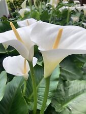 Two White Calla Lily Corms (Ready to Plant) Free UK Postage