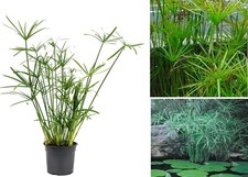 Cyperus Papyrus | Umbrella