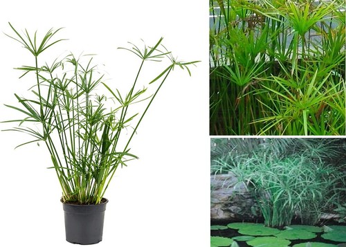 Cyperus papyrus umbrella - cyperus, |
