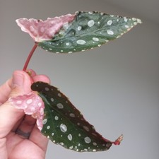 RARE - Begonia Maculata PINK HIGHLY Variegated, 2-LEAF Cutting, Rooting in water