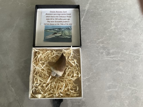 Mosasaur tooth genuine - mosasaur,