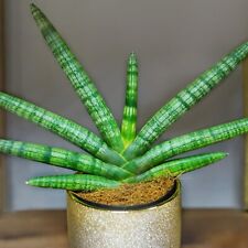Sansevieria cylindrica Skyline