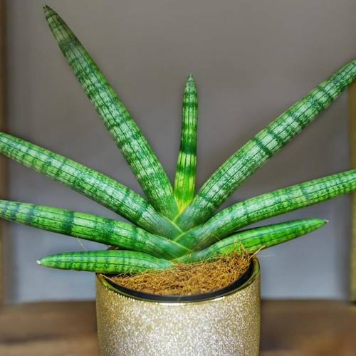 Sansevieria cylindrica skyline - cylindrica,