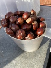 Conkers Horse Chestnut 1.2kilo About 100 Spider Repellent/hobbies