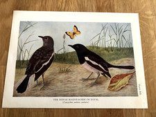the indian magpie - robin or