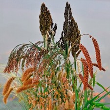 Grass - Ornamental Mixture -