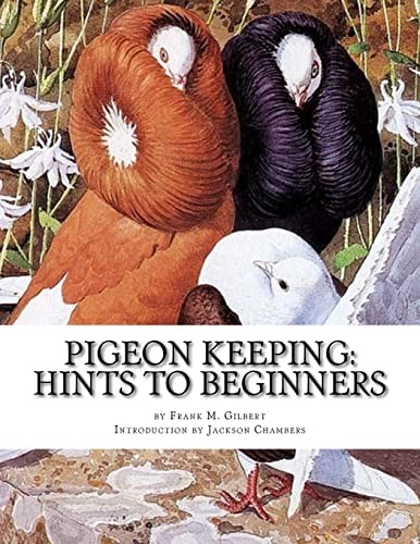 Pigeon keeping hints - pigeon, keeping: