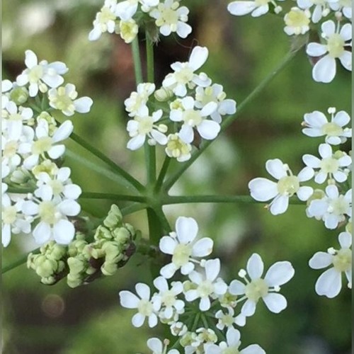 Anthriscus sylvestris cow - anthriscus, sylvestris-cow