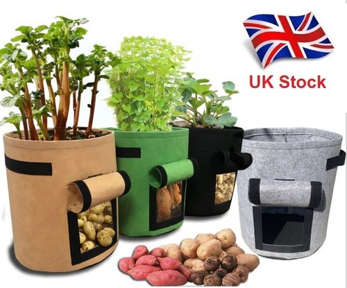 7 gallon potato onion - l,