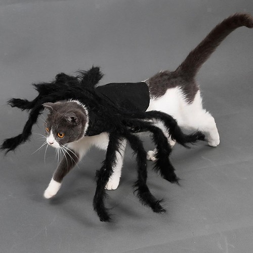 Spider dog costume - dog,