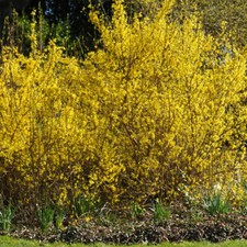 Forsythia Hardy Shrub