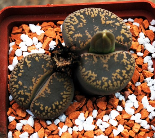 Lithops aucampiae kuruman - lithops, (kuruman