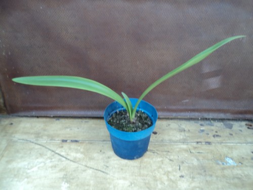 Amaryllis organically grown - ,