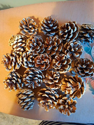 Frosted white tipped pine - white,