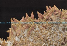 D284569 Cumberland Egremont Minute Iridescent Crystals of Pyrite Iron Disulphide