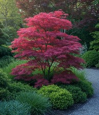 Japanese Purple Maple Tree in