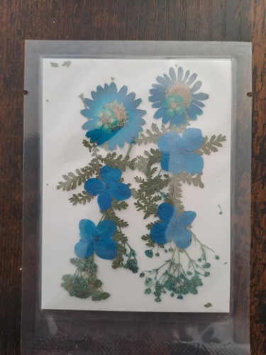 Pressed dried flowers - flowers, for