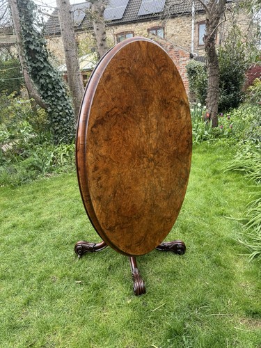 Antique burr walnut tilt - antique,