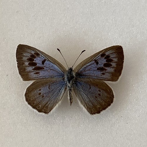 Rare large blue butterfly - a,