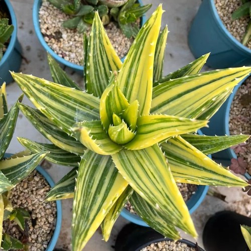 10cm succulent plant aloe - succulent,