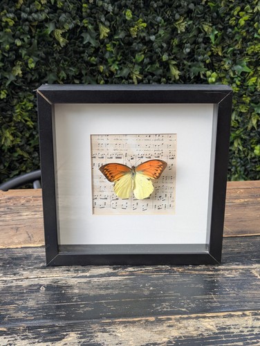 Framed taxidermy butterfly - framed,