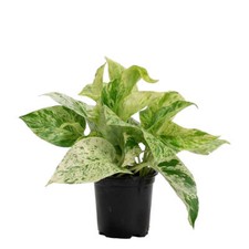 Marble Queen Pothos indoor houseplant, fully rooted, 6cm pot (approx 15cm plant)