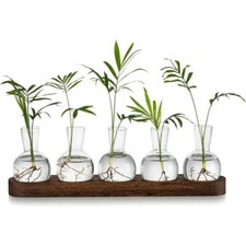 Transparent plant terrarium - transparent,