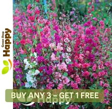CLARKIA GARLAND FLOWER DOUBLE