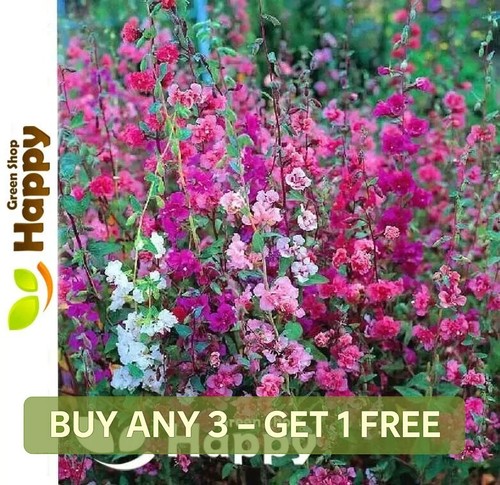 Clarkia garland flower - garland,