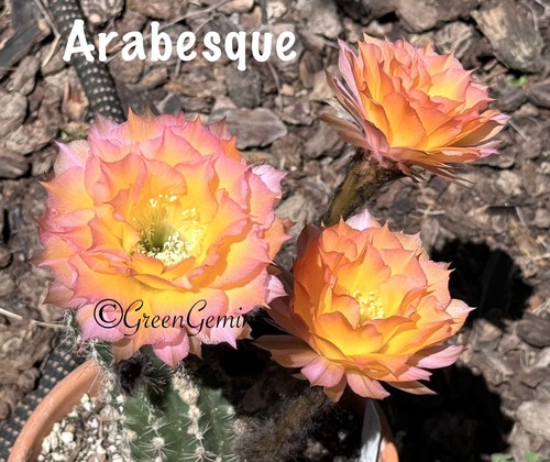 Arabesque echinopsis schick - arabesque,