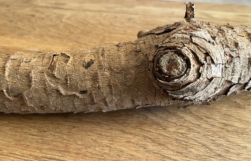 60cm log branch with - log,