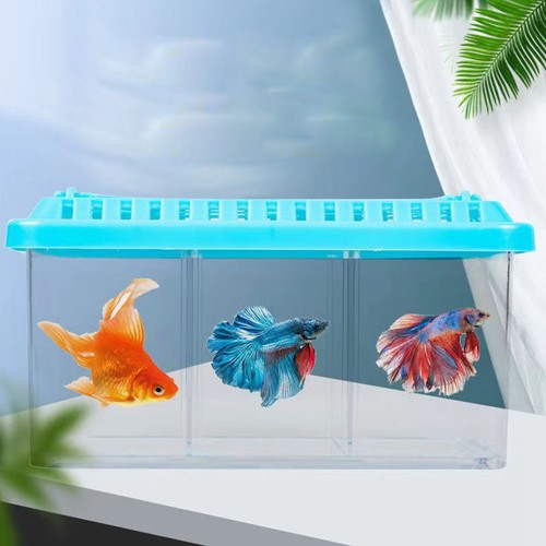 Desktop fish tank - fish,