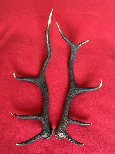 Pair red deer antlers - red,