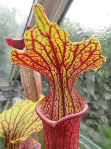 Sarracenia popei large - sarracenia, x