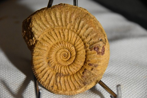 Rare ammonite perisphinctes - ammonite,