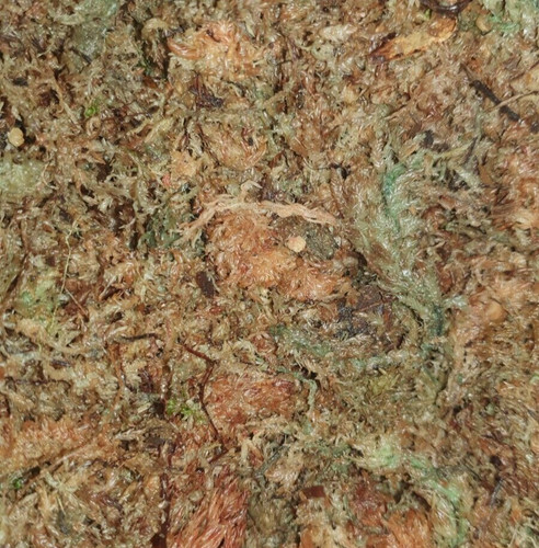 Sphagnum moss for happy - sphagnum, snails