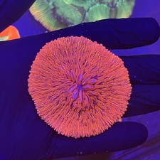 Red Fungia Plate Coral LPs