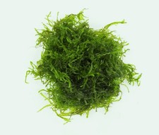 1 Big Portion Flame Moss Live