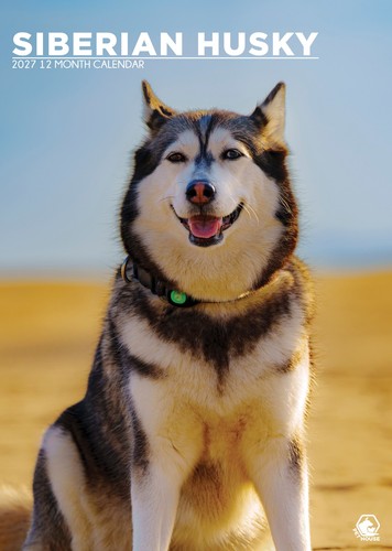 Siberian husky dog - husky,