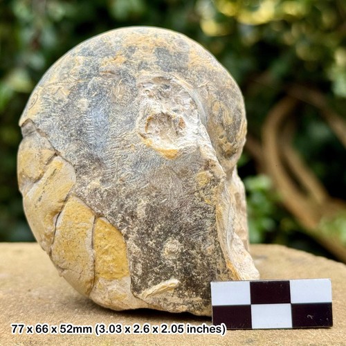 Rare cenoceras fossil nautilus
