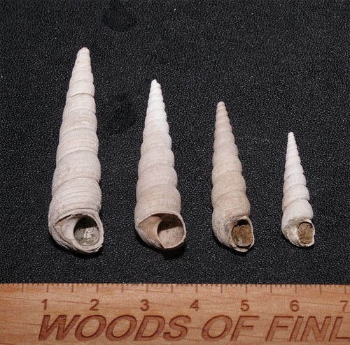 Eocene gastropod haustator - eocene,