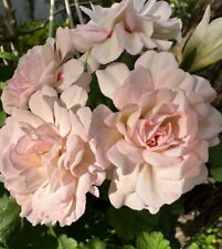 Pelargonium LIA Morning Dew 💫
