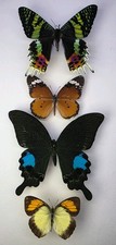 Real Butterfly/Moth Collection